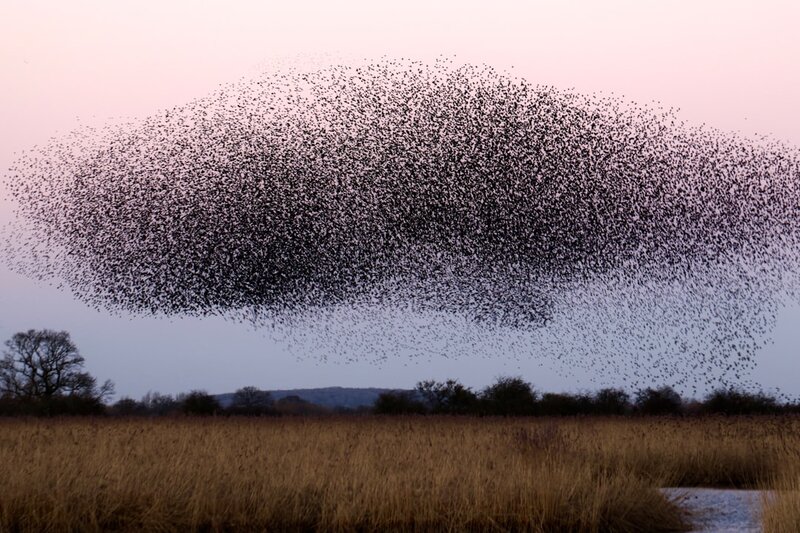 A large flock of starlings in murmuration, representing coordinated multi-agent behaviour